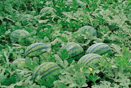 沭阳网红吃瓜群微信