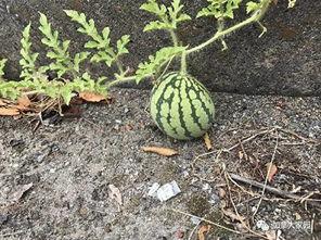 网红吃瓜爆料怎么找,探寻幕后真相与热点追踪