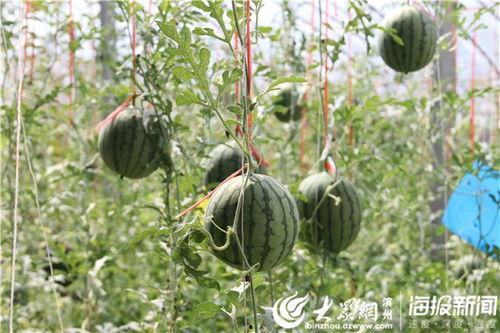 兴化网红吃瓜事件视频