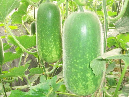 爆料吃瓜真人图片大全